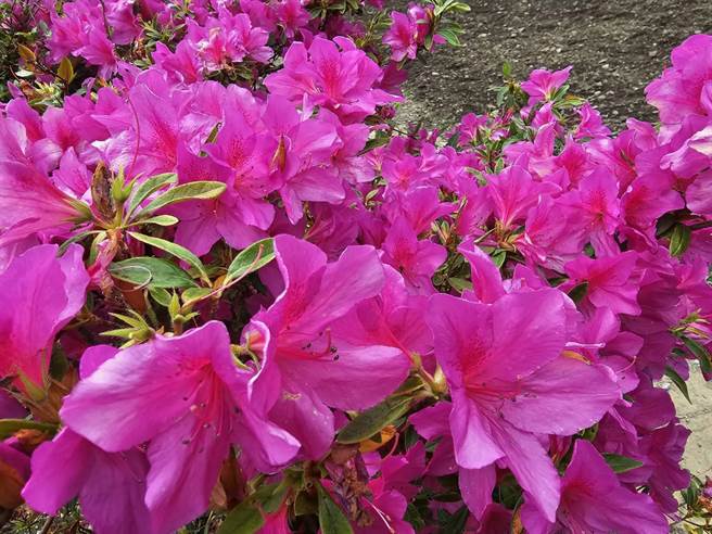 武陵农场杜鹃花悄悄绽放，美不胜收，连假期间吸引游客造访。（武陵农场提供）