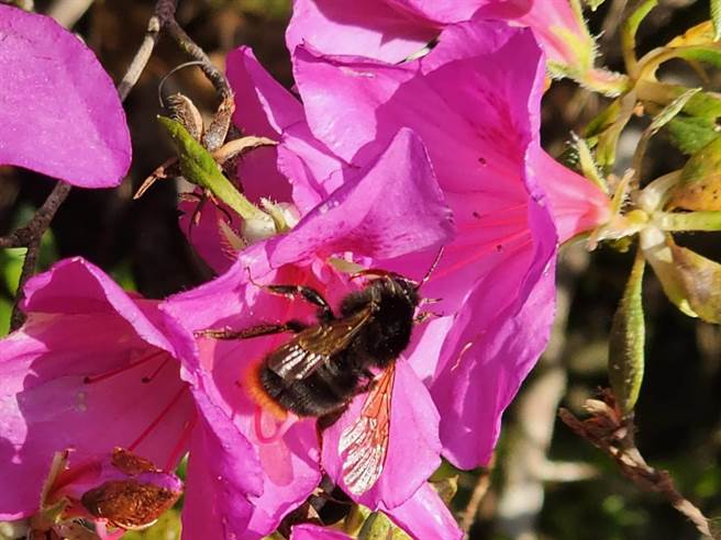 武陵农场杜鹃花悄悄绽放，熊蜂忙着採蜜。（武陵农场提供）