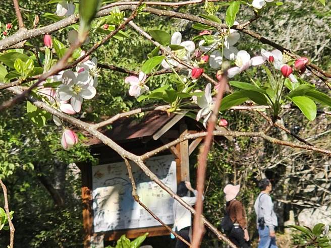 武陵农场苹果花悄悄绽放，美不胜收，连假期间吸引游客造访。（武陵农场提供）