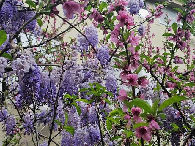 武陵农场紫藤花与桃花难得同框，创造出顏色对比鲜明，层次多元的漂亮画面。（武陵农场提供）