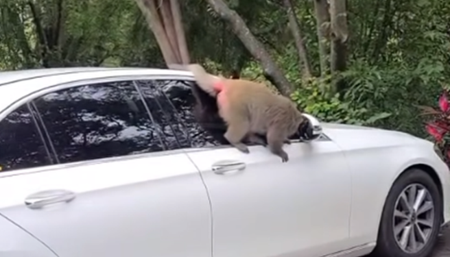 一名女網友的照後鏡被山區的猴子掰開，附近店家表示是附近猴子所為，還提供民眾拍的影片為證。 （圖／翻攝自爆怨公社）