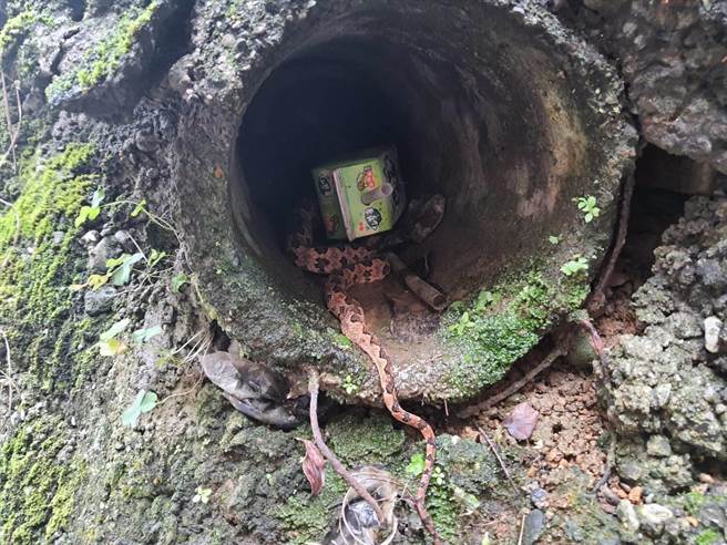 藏于废弃管道内的龟壳花。（新北市动保处提供）