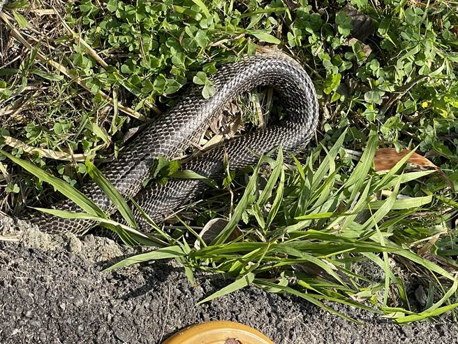 藏于草丛中的眼镜蛇。（新北市动保处提供）