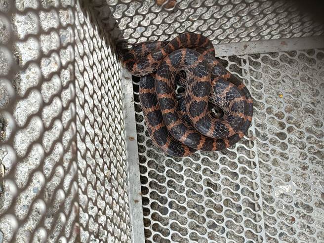 被捕获的红斑蛇。（新北市动保处提供）