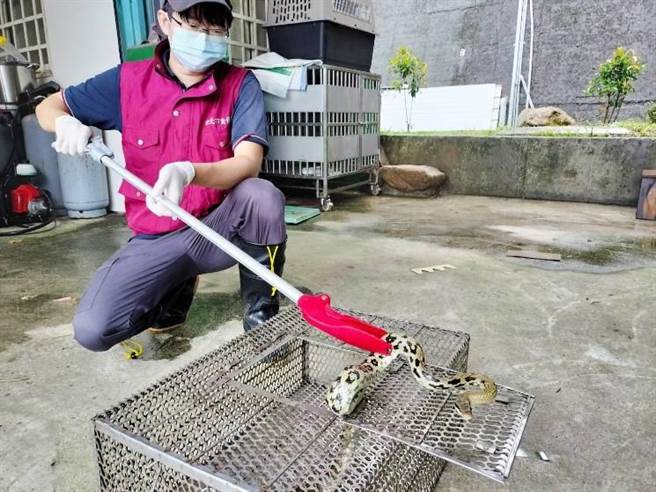 如有驱离蛇类的需求可通报动保处派员处理。（新北市动保处提供）