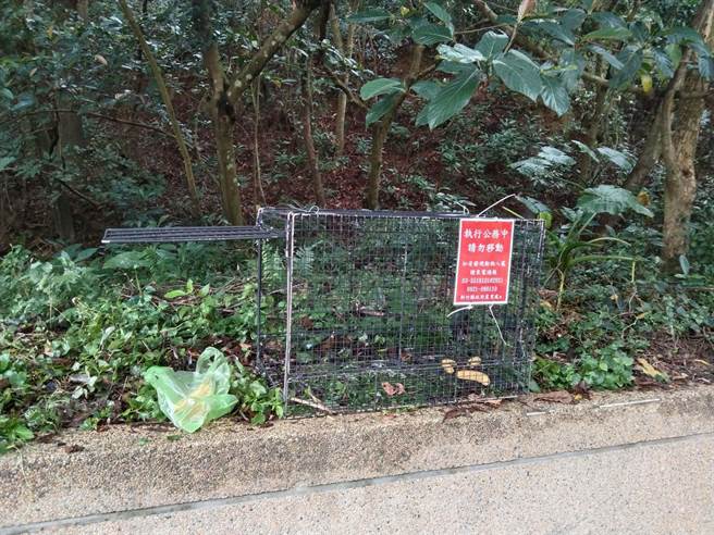 新竹县飞凤山出现泼猴撒野，把游客汽车后照镜掰断，农业处摆出诱捕笼准备抓猴。（新竹县府提供／邱立雅竹县传真）