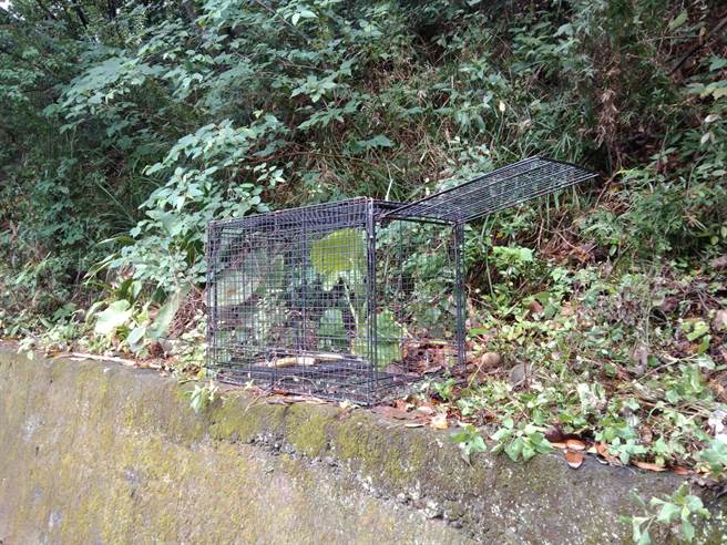 新竹县府农业处在飞凤山摆出两个诱捕笼，要抓破坏民眾汽车的凶手猴。（新竹县府提供／邱立雅竹县传真）