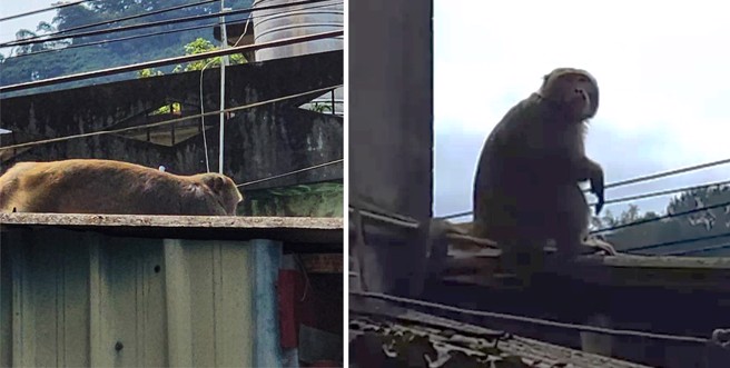 新北市中和區有民眾發現，屋頂上竟然出現獼猴「爽曬日光浴」。（圖／中和區錦昌里長邱尾玟提供）