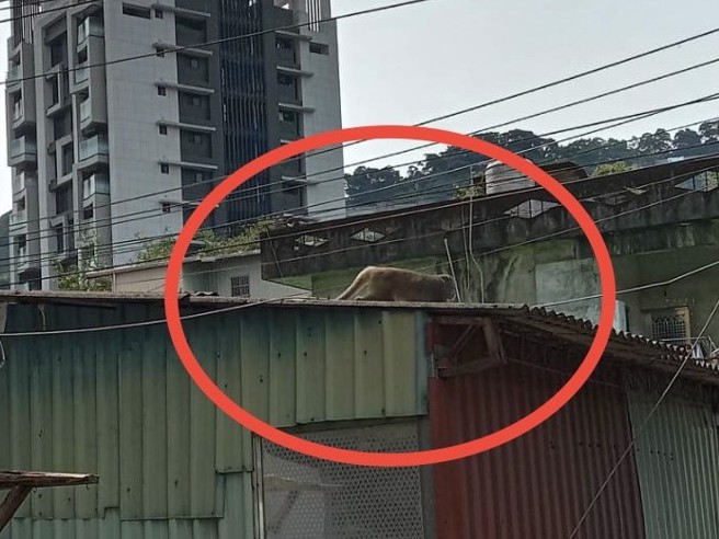 動保處表示，獼猴現蹤的地方和其棲地靠進，推測可能是為了找食物，才會誤闖人類的生活區域。（圖／中和區錦昌里長邱尾玟提供）
