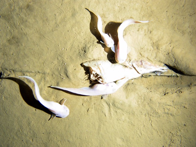 2011年底，紐西蘭附近的克馬德克海溝 (Kermadec Trench) 7500 公尺深拍攝到的蝸牛魚。（美聯社）