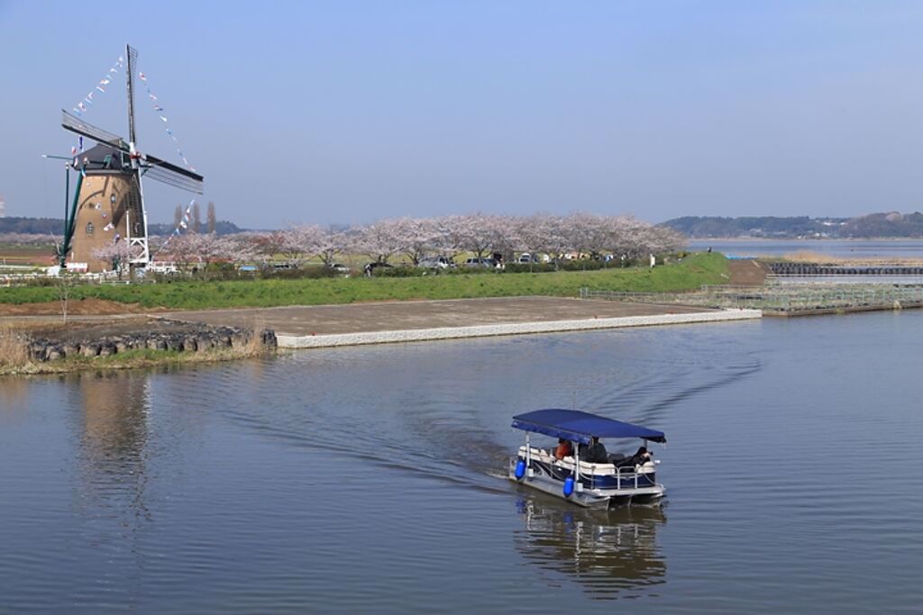 搭乘「印旛沼觀光船」能從湖面上欣賞風車、花海美景。圖：佐倉市／來源