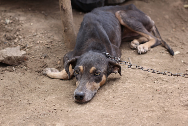 国外一只狗狗的饲主在3年前因染疫过世，从此之后牠就被拴在狗屋无法离开。(示意图/达志影像)