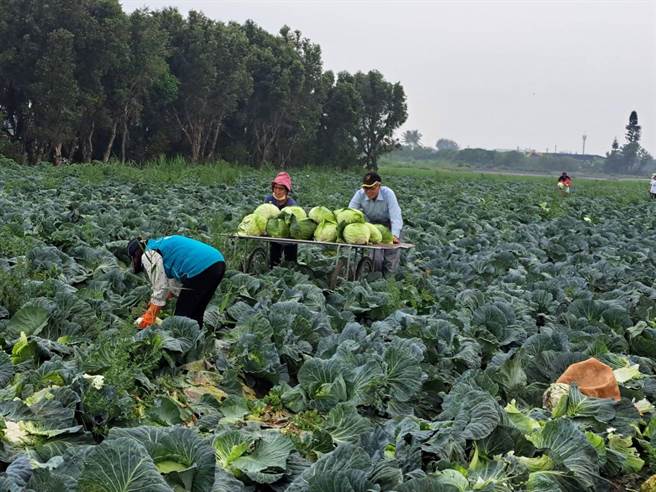 云林县水林乡千人採万颗高丽菜，民眾农游兼作公益。（民进党云林县党部提供／张朝欣云林传真）