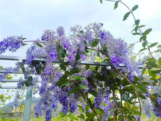 涂城里长黄仁耀与志工去年5月一同于大里区涂城公园种下百株紫色锡叶藤，如今盛开，令民眾驻足赏花。（潘虹恩摄）