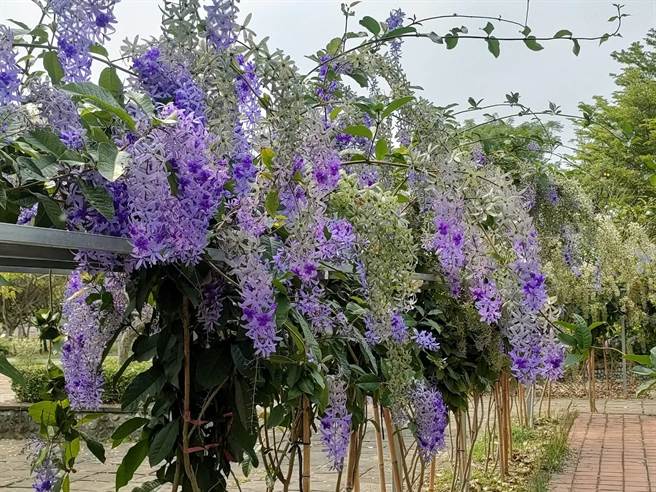 台中大里区涂城公园百株紫色锡叶藤正值花期，一串串锡叶藤花沿着棚架垂落绽放，形成梦幻紫色花墙。（潘虹恩摄）