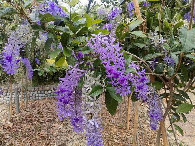 台中大里区涂城公园百株紫色锡叶藤盛开，一串串锡叶藤花沿着棚架垂落绽放，吸引民眾前往赏花。（潘虹恩摄）