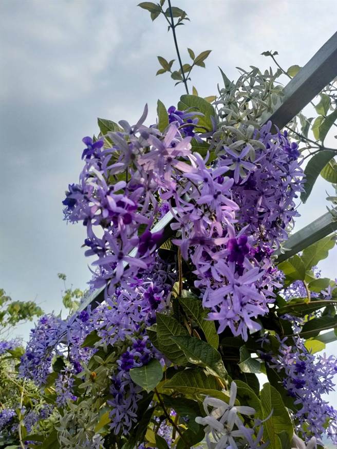 锡叶藤又称许愿藤、紫绒花，盛开时也会形成梦幻「花瀑」，满树深浅紫色的花朵交错绽放，景色不输紫藤花。（潘虹恩摄）