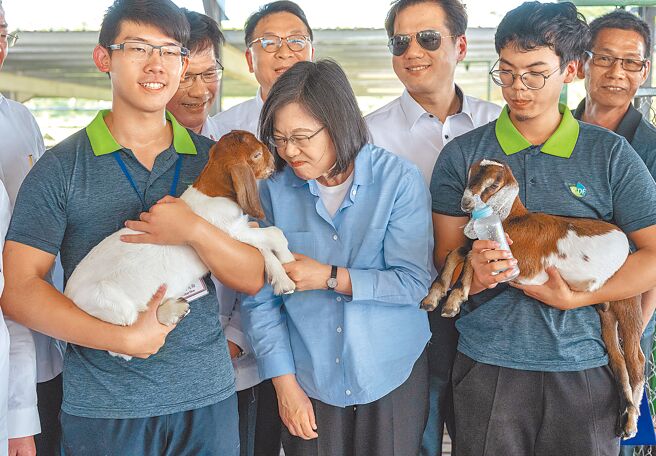 蔡英文总统（中）前往贝里斯国家种羊中心视察，开心地和小羊玩起来，不谈将和麦卡锡见面的事情。（总统府提供）