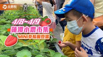 品觀點｜「蓮潭小農市集」MINI草莓園開採  手做草莓創意美味新體驗
