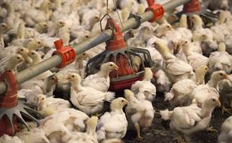 日禽流感撲殺超過1700萬隻雞 數量太多無地可埋
