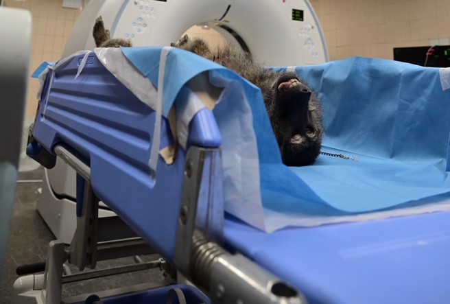 東非狒狒逃脫多日，最後終槍身亡，六福村因東非狒狒逸失未通報，依野動法51條處最高5萬元罰鍰。（圖／林務局提供）