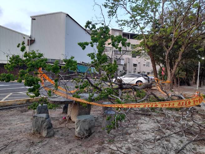 高雄左營微笑公園5日晚間6時許發生一顆約3層樓高的樹木倒塌，樹木倒塌壓傷民眾，一旁的單車騎士幸無受傷。（民眾提供／林瑞益高雄傳真）