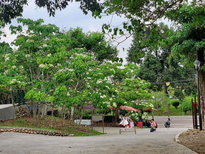 久旱甘霖的滋润使得古坑乡荷苞村的油桐树、咖啡树花朵一夕绽放，本周已有游客抢先美拍。（周丽兰摄）