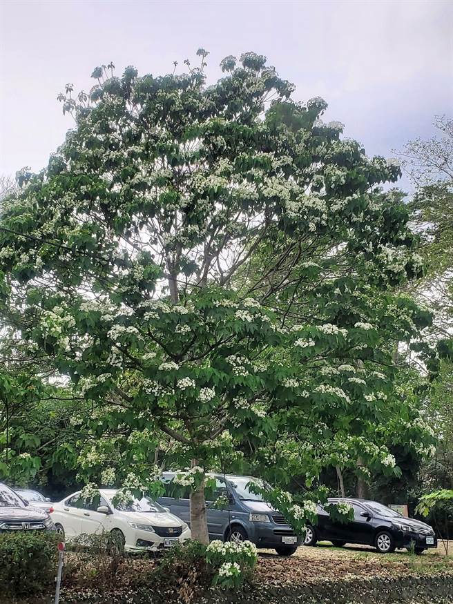 古坑乡桐花公园的老油桐树最近盛放，呈现雪白美景，途经149甲线如果看到马路上白花，就是到了桐花公园。（周丽兰摄）