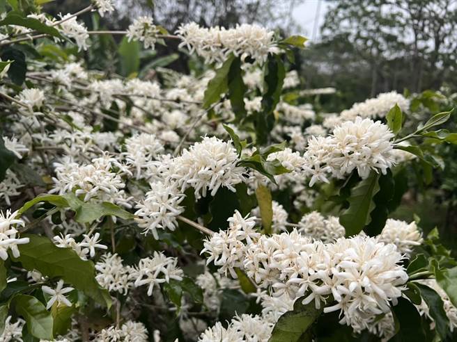 古坑乡内各个咖啡园都是呈现白雪美景，咖啡树枝条挂满白色香气浓郁的小花朵，好似白色仙女棒。（周丽兰摄）