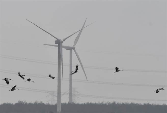 云林县麦寮乡浊水溪出海口成东方白鹳乐园，逾10只群聚全台最多。（鸟友张俊章提供／张朝欣云林传真）