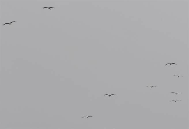 东方白鹳俗称「送子鸟」，日本与韩国都非常重视其生态保育。（鸟友陈春莲提供／张朝欣云林传真）