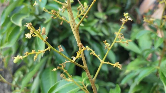 南部乾旱多时，有结果的荔枝因为没有水分滋润，已经开始落果。(林雅惠摄)