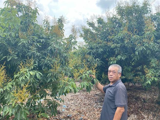 旗山区南胜社区总干事张忠雄说，现在正值着果时期，不少有着小果粒的荔枝已纷纷落果，天气再持续乾燥下去，恐怕全部落光光。(林雅惠摄)