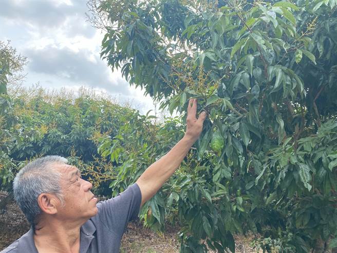 旗山区南胜社区总干事张忠雄说，现在正值着果时期，不少有着小果粒的荔枝已纷纷落果，天气再持续乾燥下去，恐怕全部落光光。(林雅惠摄)