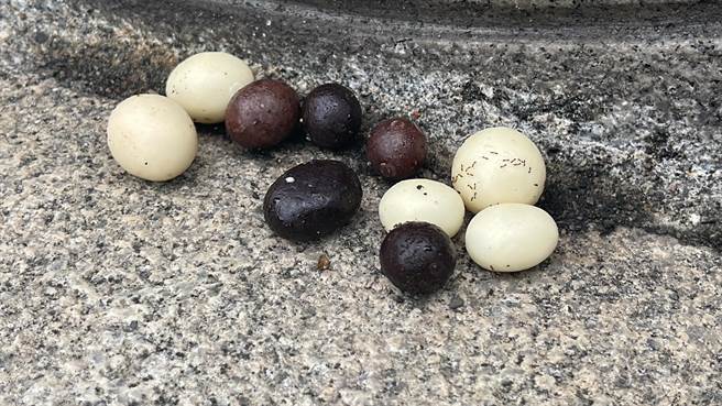 基隆市中正区八斗子山区发现数颗疑似是鸟蛋的物体，经过一番猜测，发现竟然是散落在地上的巧克力。（张志康摄）