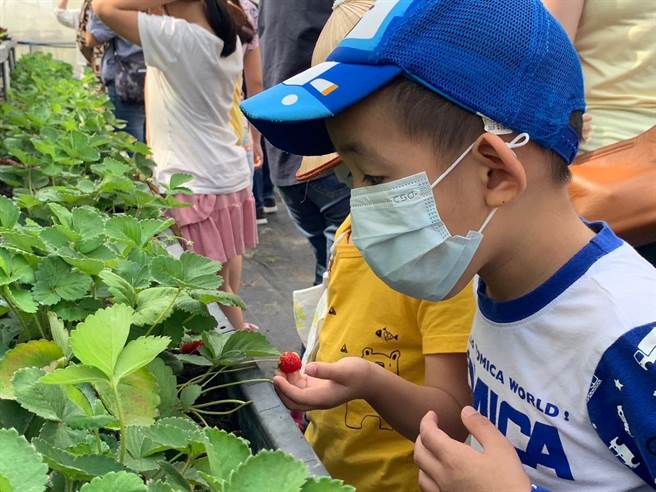  高雄物产馆「莲潭小农市集」本周末将以「高雄草莓季．草莓DIY体验大爆发」为主题热闹登场。（高雄市农业局提供／林雅惠传真）