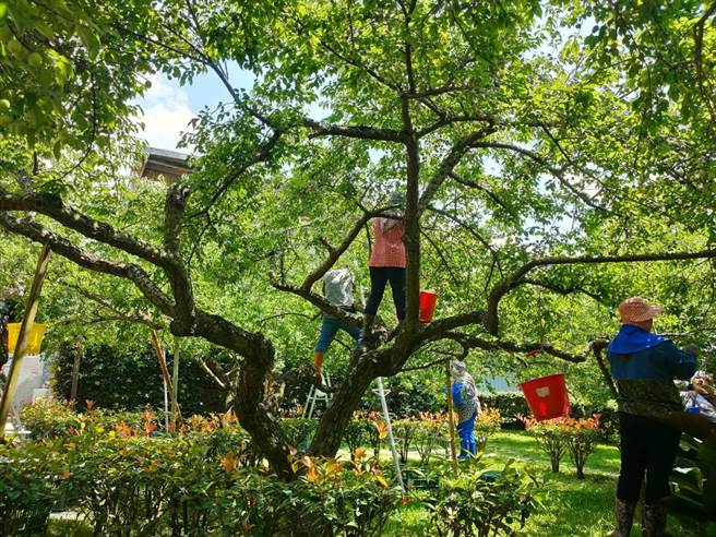 南投縣信義鄉梅子受到乾旱影響，青梅延遲至清明後採收，收購價從每公斤45元調漲為55元。（信義鄉農會提供／楊靜茹南投傳真）