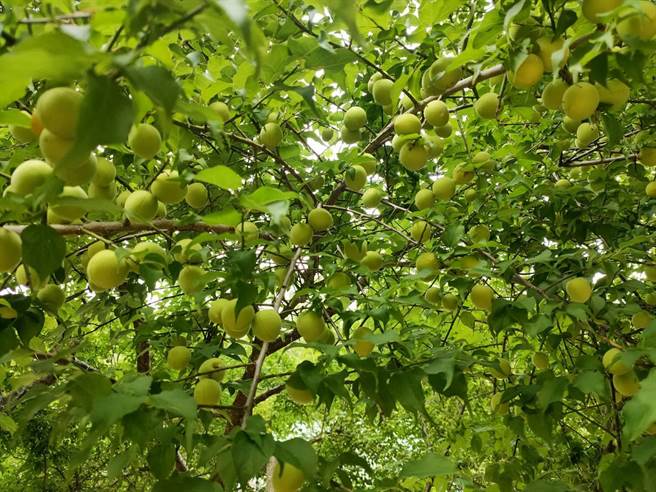 南投縣信義鄉梅子生長期遇旱季，大部分果實都長不大。（信義鄉農會提供／楊靜茹南投傳真）