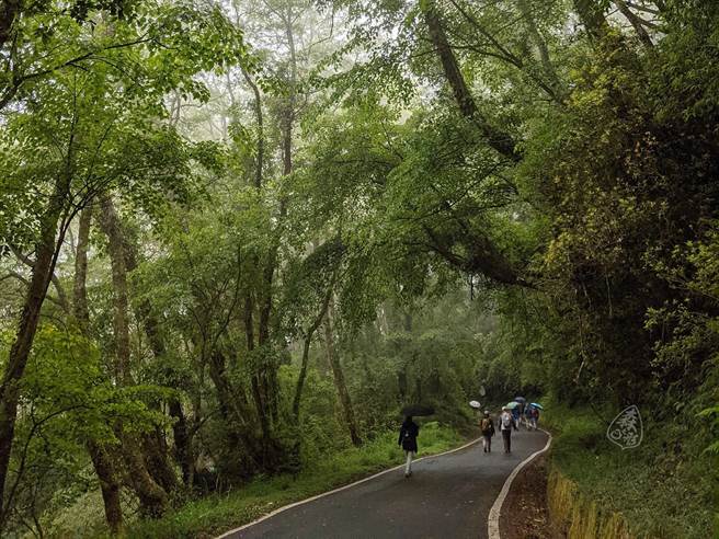 新竹林管處推觀霧森林遊樂區攝影輕旅行。（新竹林管處提供／謝明俊苗栗傳真）