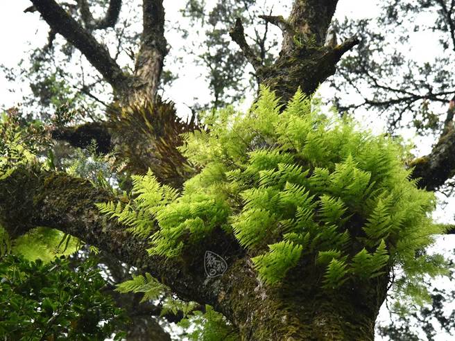 新竹林管處推觀霧森林遊樂區攝影輕旅行，盡情欣賞各種奇花異草。（新竹林管處提供／謝明俊苗栗傳真）