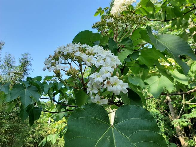 新北各区所举办的桐花小旅行也自今起接受民眾报名，共规画有7条路线50梯次。（新北市客家局提供）