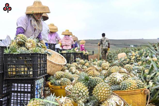 國內鳳梨於4月進入盛產季，有農友因去年鳳梨價格好使得今年提早催花，各大產區採收期因而相撞，導致量多價跌。農糧署表示，將加大輔導力道，將拓展外銷、擴大內銷及多元化加工產銷調節等措施。（本報資料照）