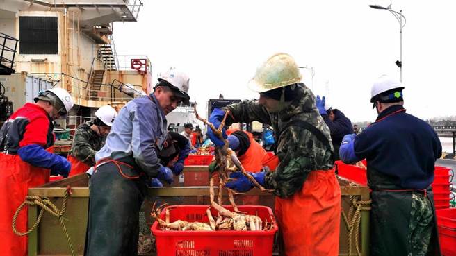俄對抗制裁152噸帝王蟹運抵上海量逾去歲全年。圖為卸貨帝王蟹中。（崇明海關提供）