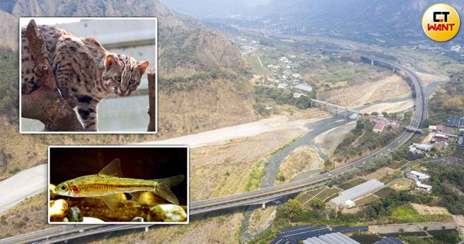 大肚溪是巴氏银鮈和石虎等濒危生物的重要栖地，如今大片河床因鸟嘴潭工程而被填平，野生动物的生活环境越发雪上加霜。（图／读者提供，CTWANT合成）