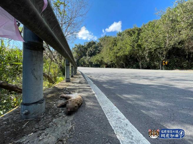 鸟嘴潭人工湖动工后，石虎路杀事件暴增，去年更是歷年路杀案最高的一年，让动保人士心痛不已。（图／翻摄石虎保育大使 阿虎加油脸书）