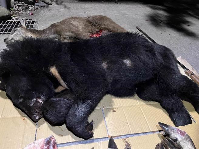 检方发现犯嫌除了猎杀黑熊外，还有大批保育类动物。(中时资料库)