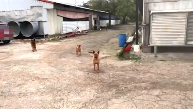 鸡场外有10余只狼狗、獒犬警戒。（警方提供）