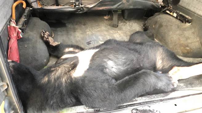 还原遭删除照片，检警确认4只黑熊遭猎杀，「不排除还有其他只受害」。(屏检提供)