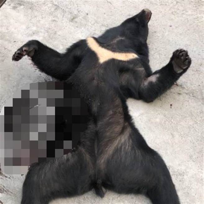 还原遭删除照片，检警确认4只黑熊遭猎杀，「不排除还有其他只受害」。(屏检提供)