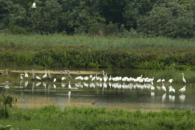 《守护黑面琵鹭》剧照_澳门的凼仔湿地，是黑面琵鹭的珍贵栖息地之一（采昌国际多媒体提供）